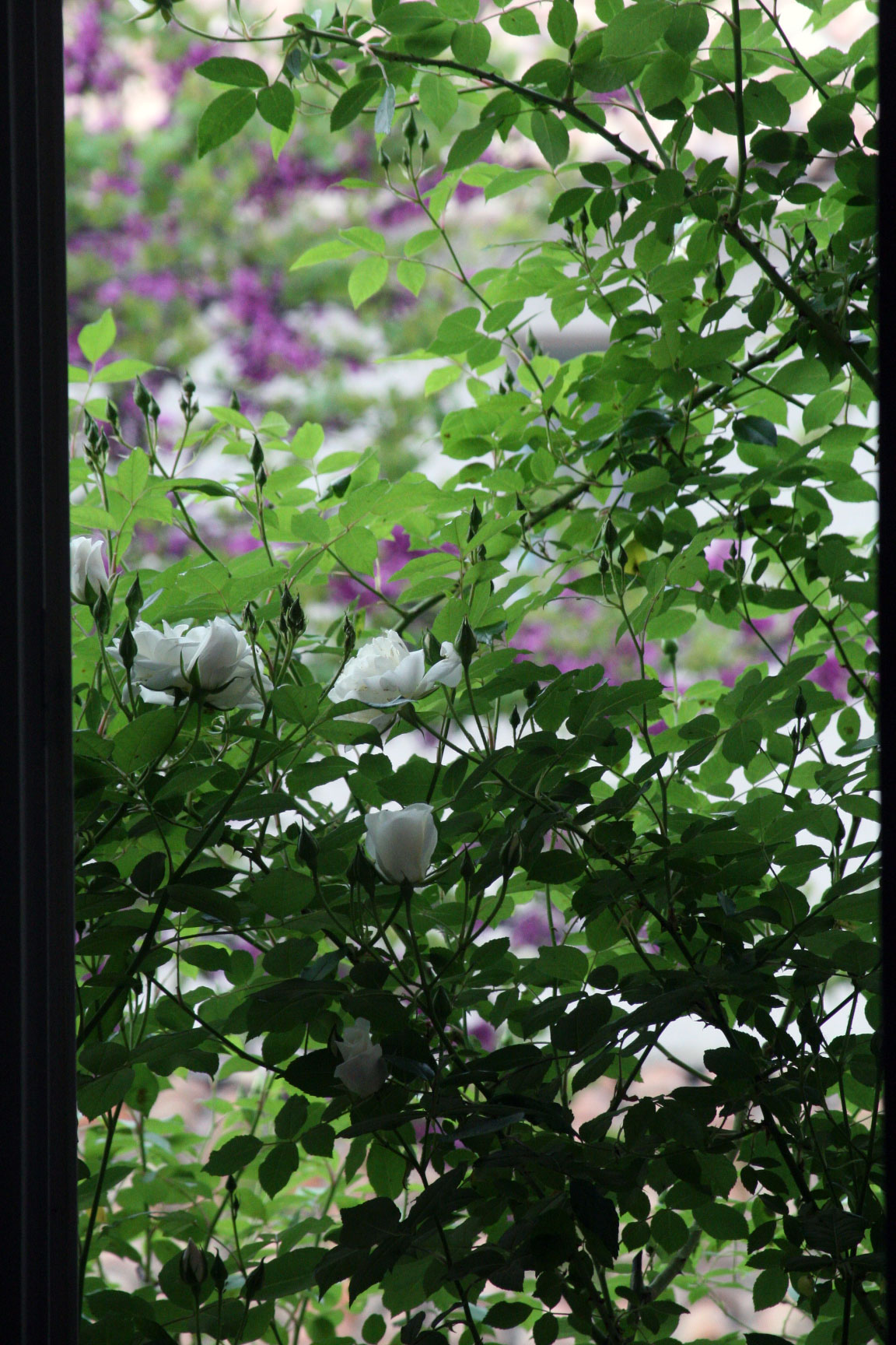 Roses-growing Roses-grwoing