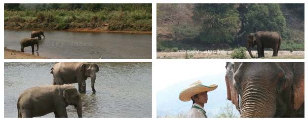 Elephant nature park thailand