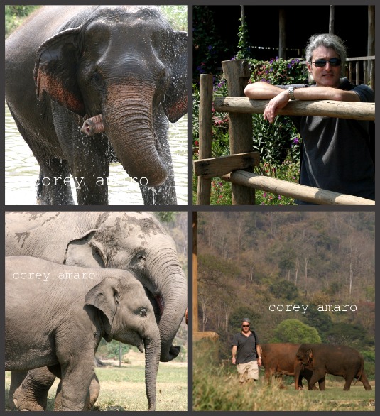 Thailand Elephant Park