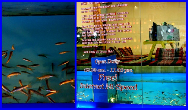 Fish Spa and the internet