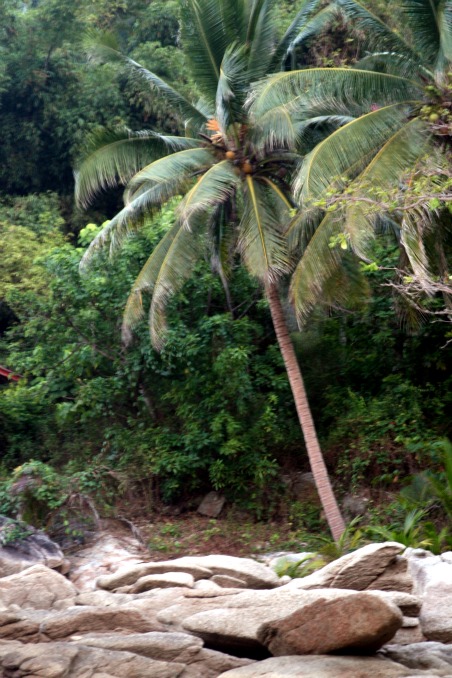 Jungle thansadet Jungle thansadet