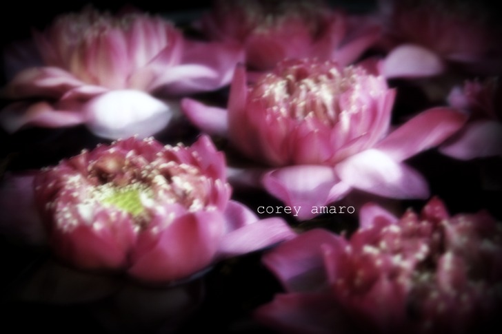 Lotus bangkok Lotus bangkok