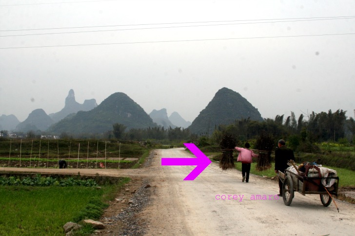 Pink in the rice fields Pink in the rice fields