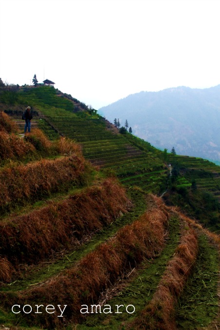 Rice fields longsheng Rice fields longsheng