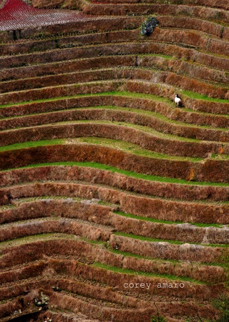 Terraced rice fields china Terraced rice fields china