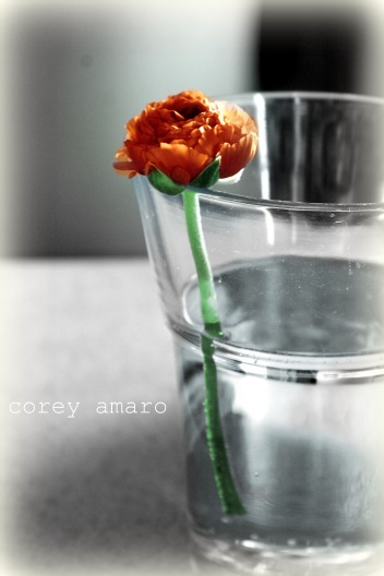 Flower in vase