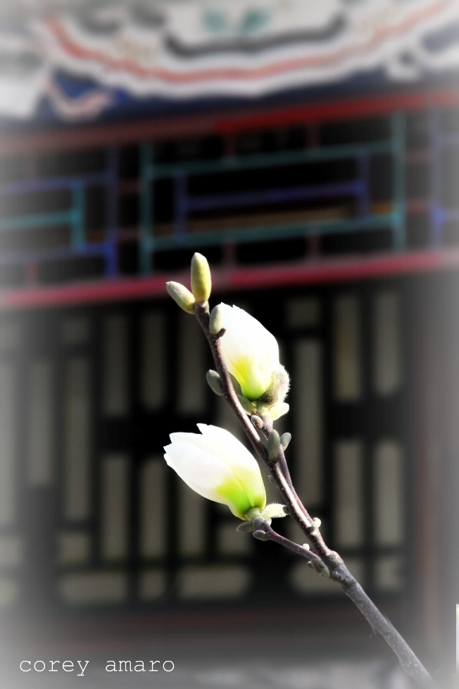 First bloom
