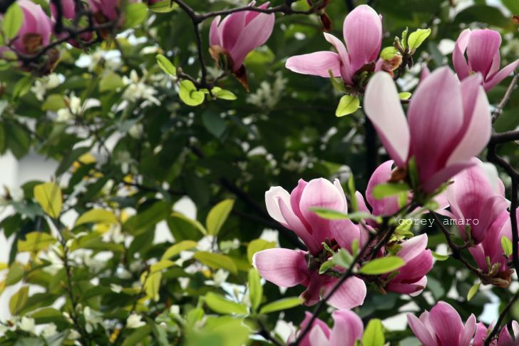 Blooming color