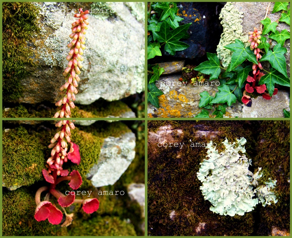 Wall flowers stone wall Wall flowers stone wall