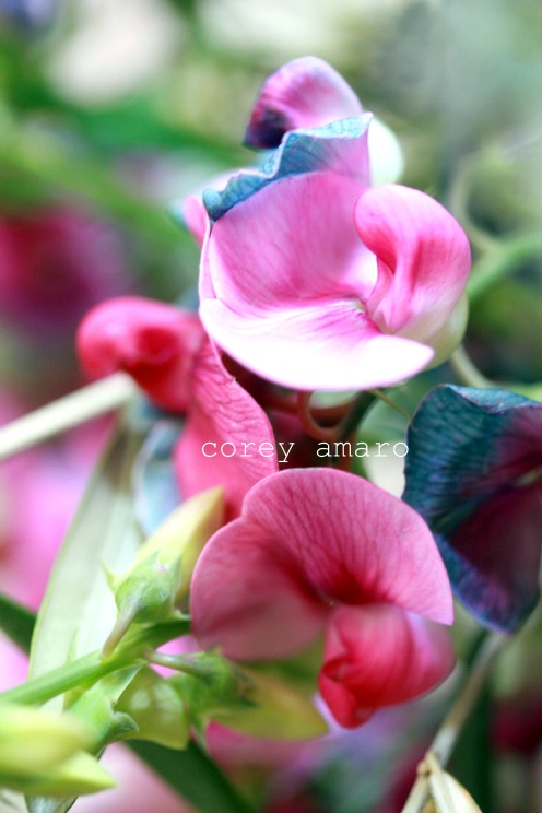 Sweetpeas