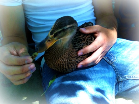 Duck named lauren Duck named lauren