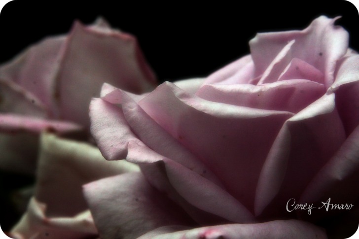 La vie en rose