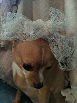 The Little Dogs & Their Veils