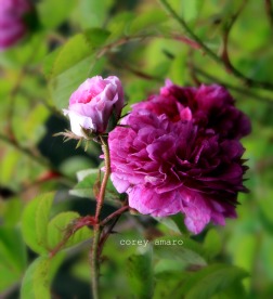 A rose is a rose A rose is a rose