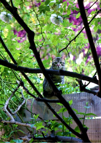 Cat perfumed by flowers