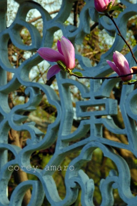 China spring flower China spring flower