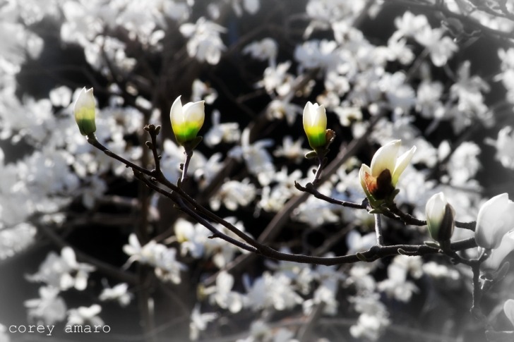 Blooming