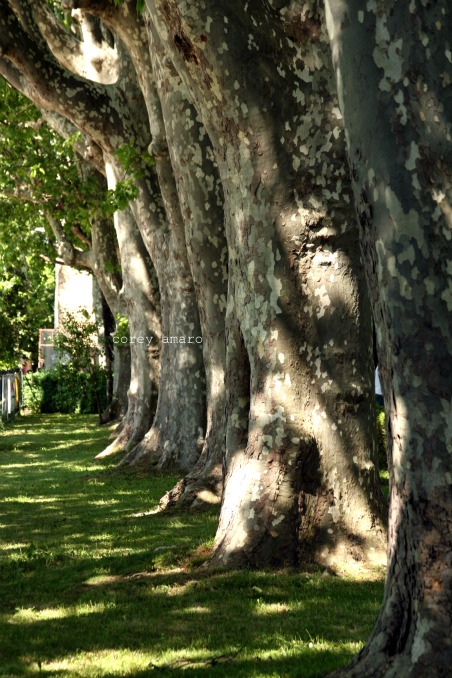 Plain trees