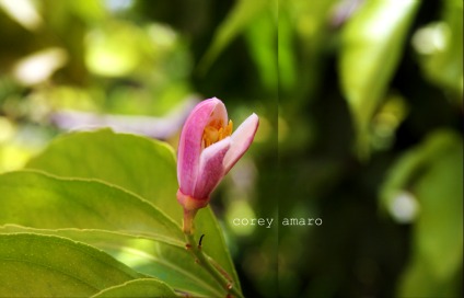 Lemon blossom