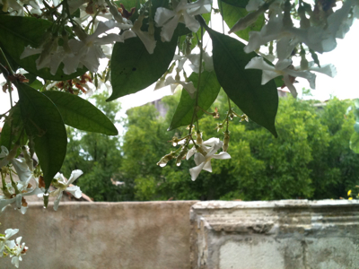 Blooming in the Gardent 