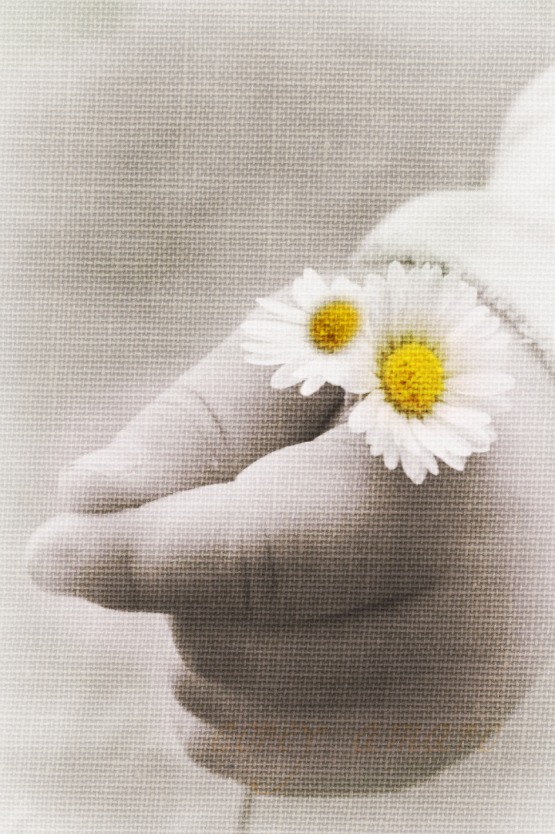 Baby's hand with daisies
