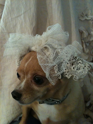The Little Dogs & Their Veils