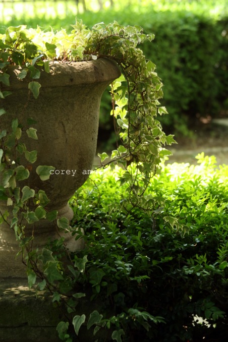 Ivy filled urn