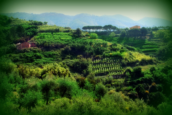 Cinque terre countryside