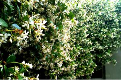 Blooming in the Gardent 