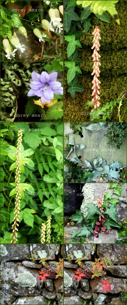 Wall flowers Wall flowers