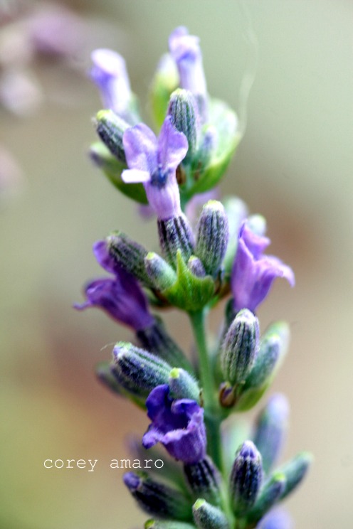 Lavender