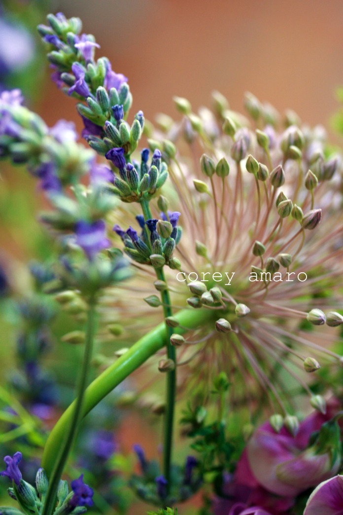 Wild flowers provence