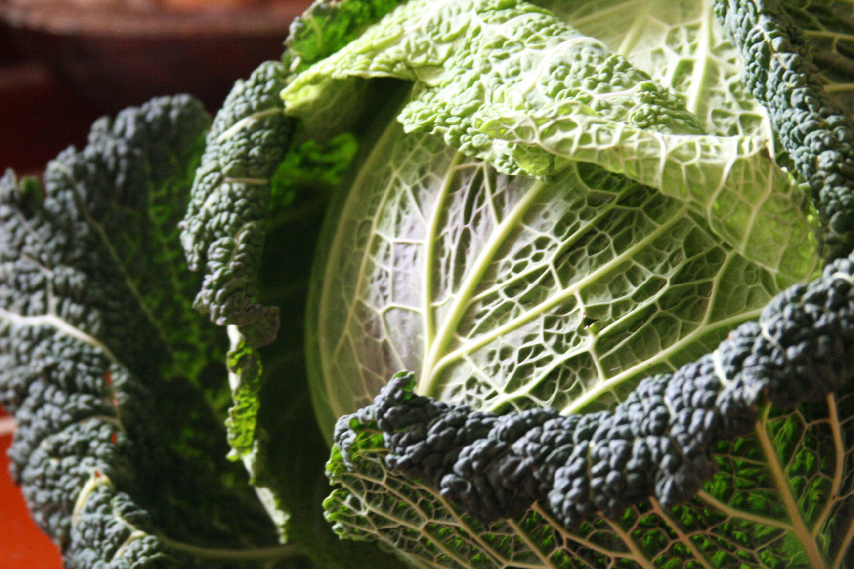 Babies-born-in-cabbages