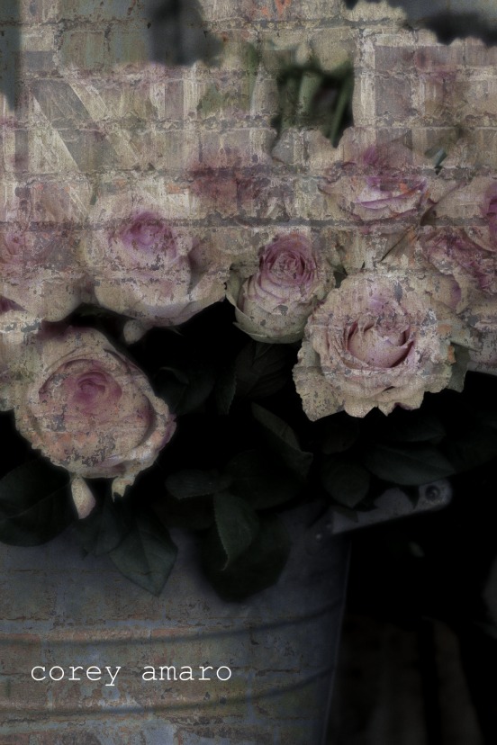 Pink roses in a zinc can