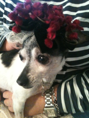 The Little Dogs & Their Veils