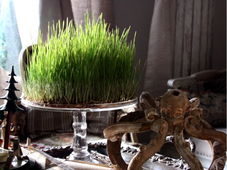 Christmas wheat St. Barbe