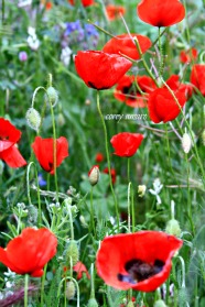 French poppies Spring Corey Amaro photography French poppies Spring Corey Amaro photography