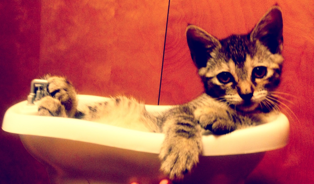 Kitten by Marie Kitten by Marie