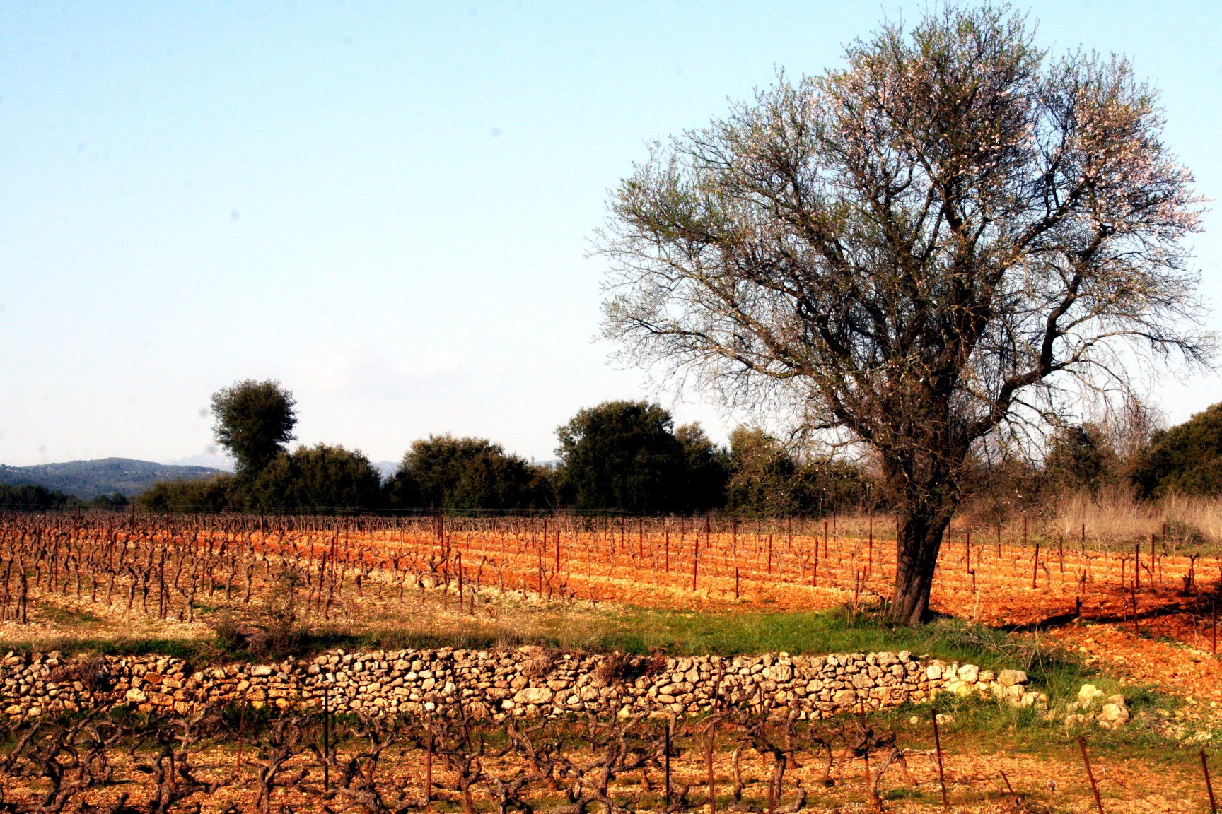 French Provencal Countryside