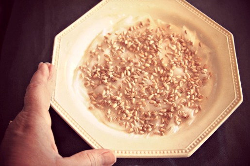 French Christmas Tradition Growing wheat