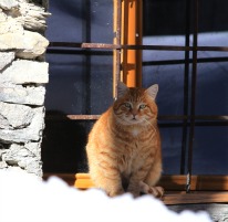 Fluffy Cat Fluffy Cat