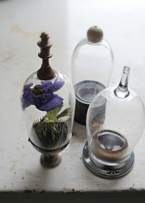Glass cloche mr finch Glass cloche mr finch