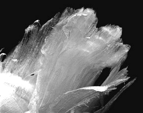 Chris-korrows-frost-flowers