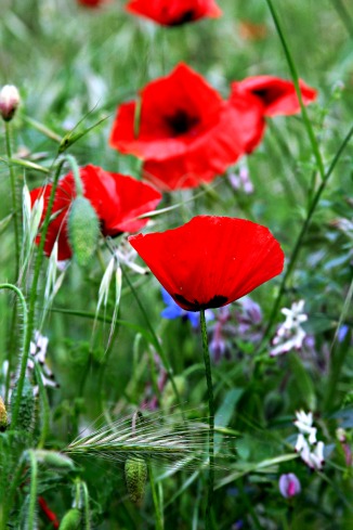 French Red Poppy French Red Poppy