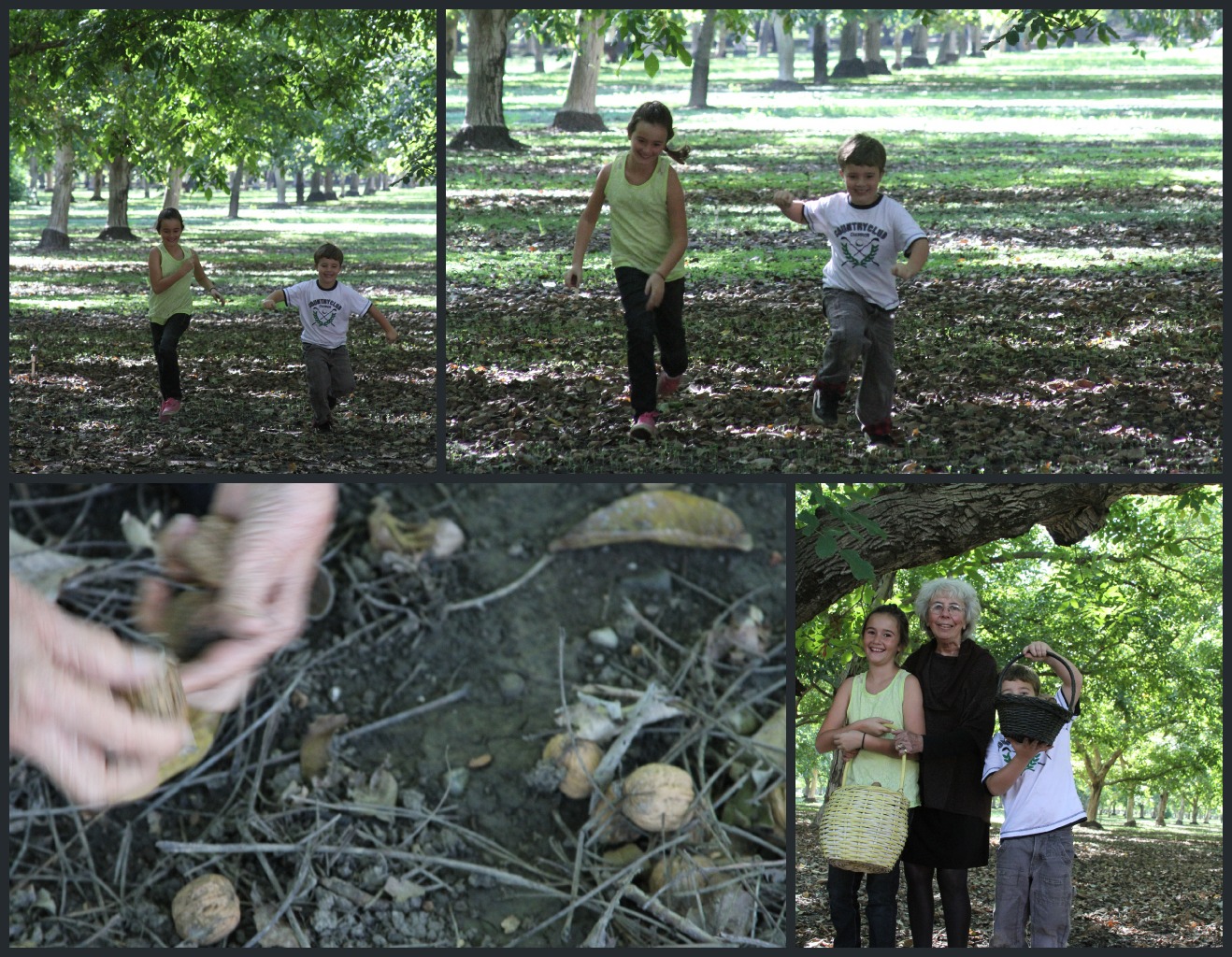 Walnut orchard Collage