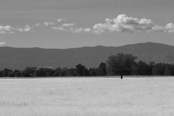 Tree in Golden field