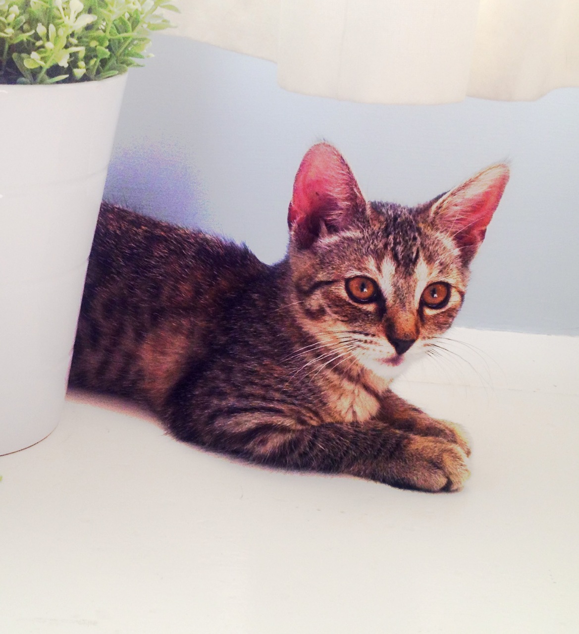 Kitten by Marie Kitten by Marie