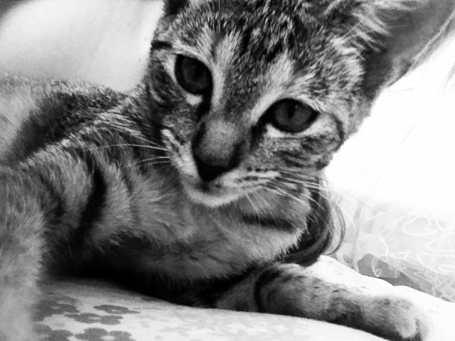 Kitten by Marie Kitten by Marie