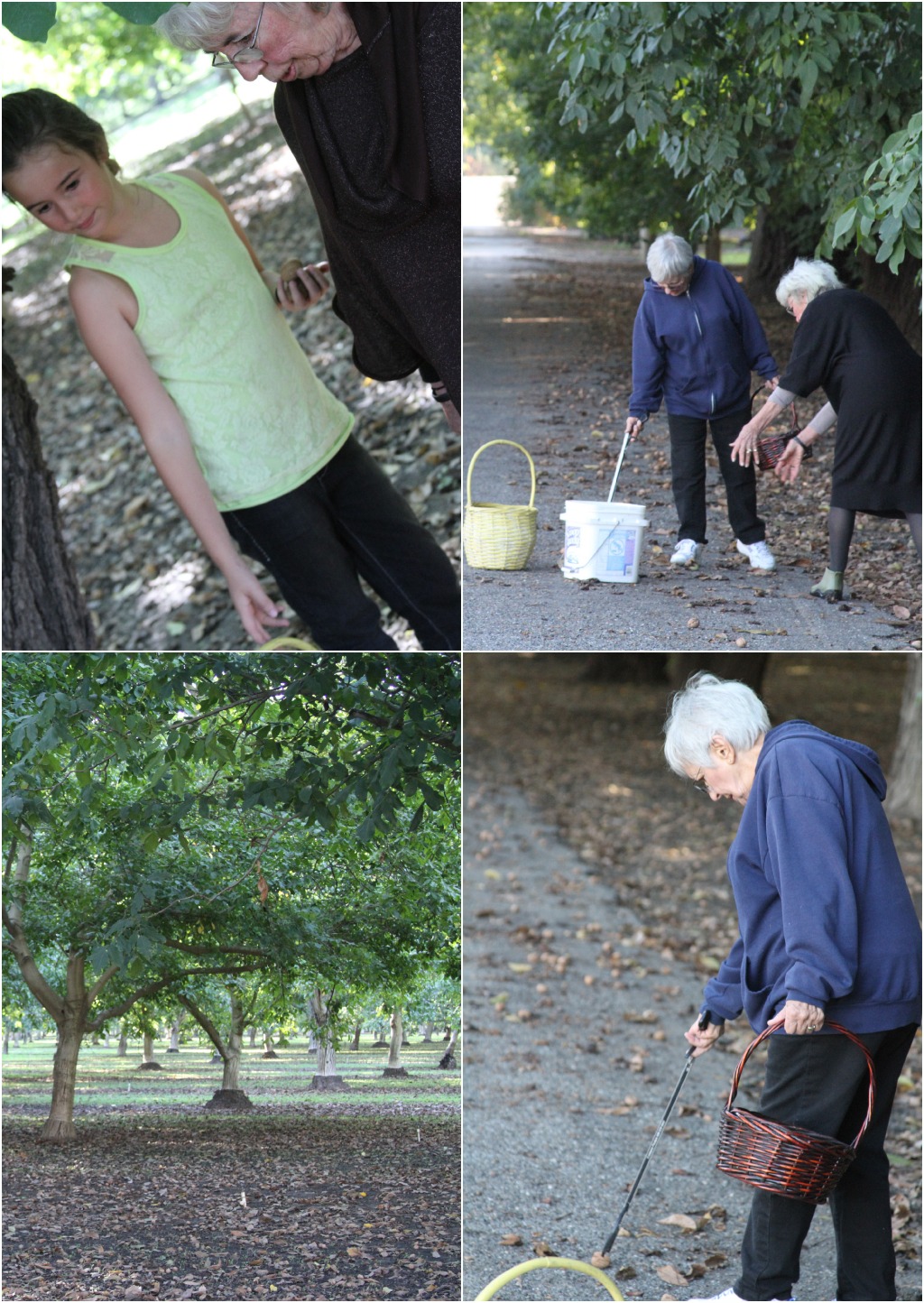 Walnut picking Collage