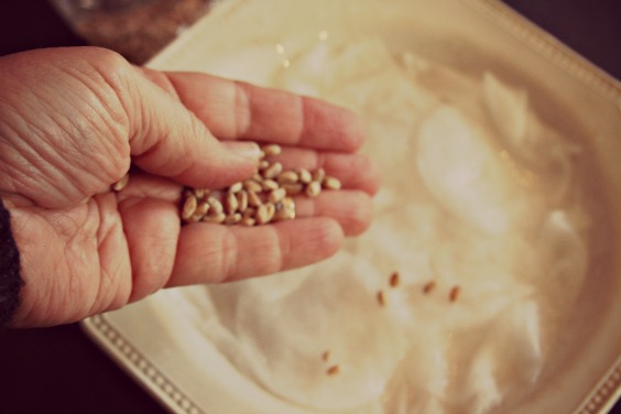 Sprinkle wheat grains